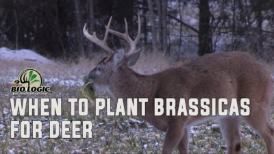 When to Plant Brassicas for Deer