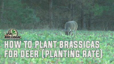 How to Plant Brassicas for Deer (Planting Rate)