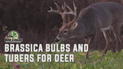 Brassica Bulbs and Tubers for Deer