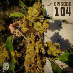 EP:104 | The Story of the Rare Ozark Chinquapin