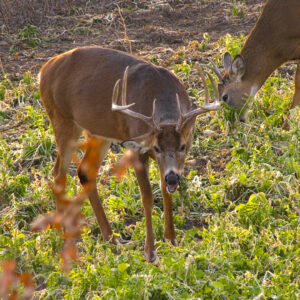 Brassicas for Whitetail Deer: The BioLogic Difference