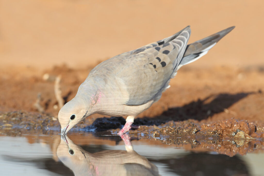 dove-drinking-water