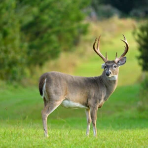 Managing Antler Expectations this Deer Season