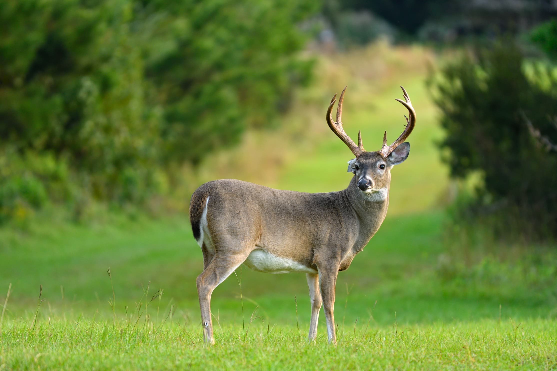 Size Matters: How to Score a Buck