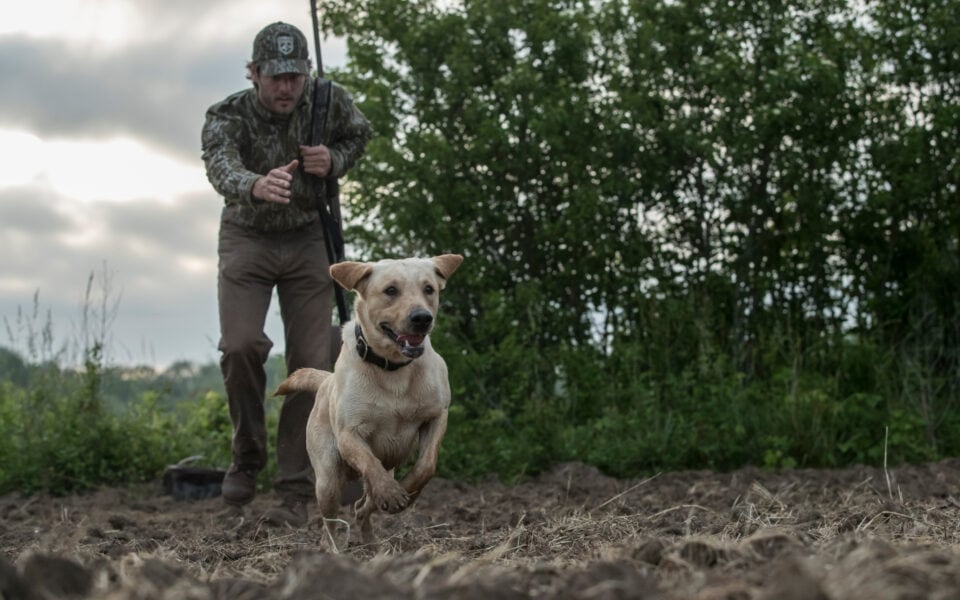 preventing heat and cold stress in hunting dogs