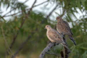 two-doves-in-tree