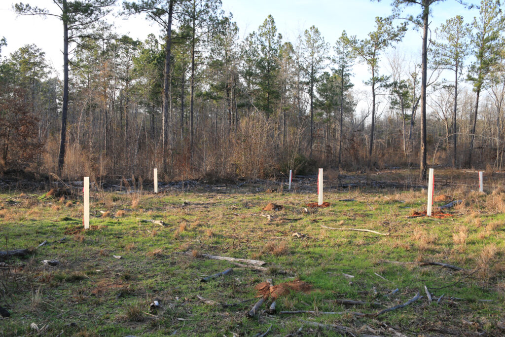 Sweetgum-flat-that-has-been-replanted-with-oaks