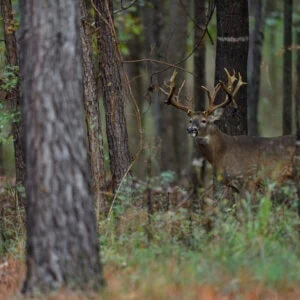 Genetic Facts about Whitetail Antlers