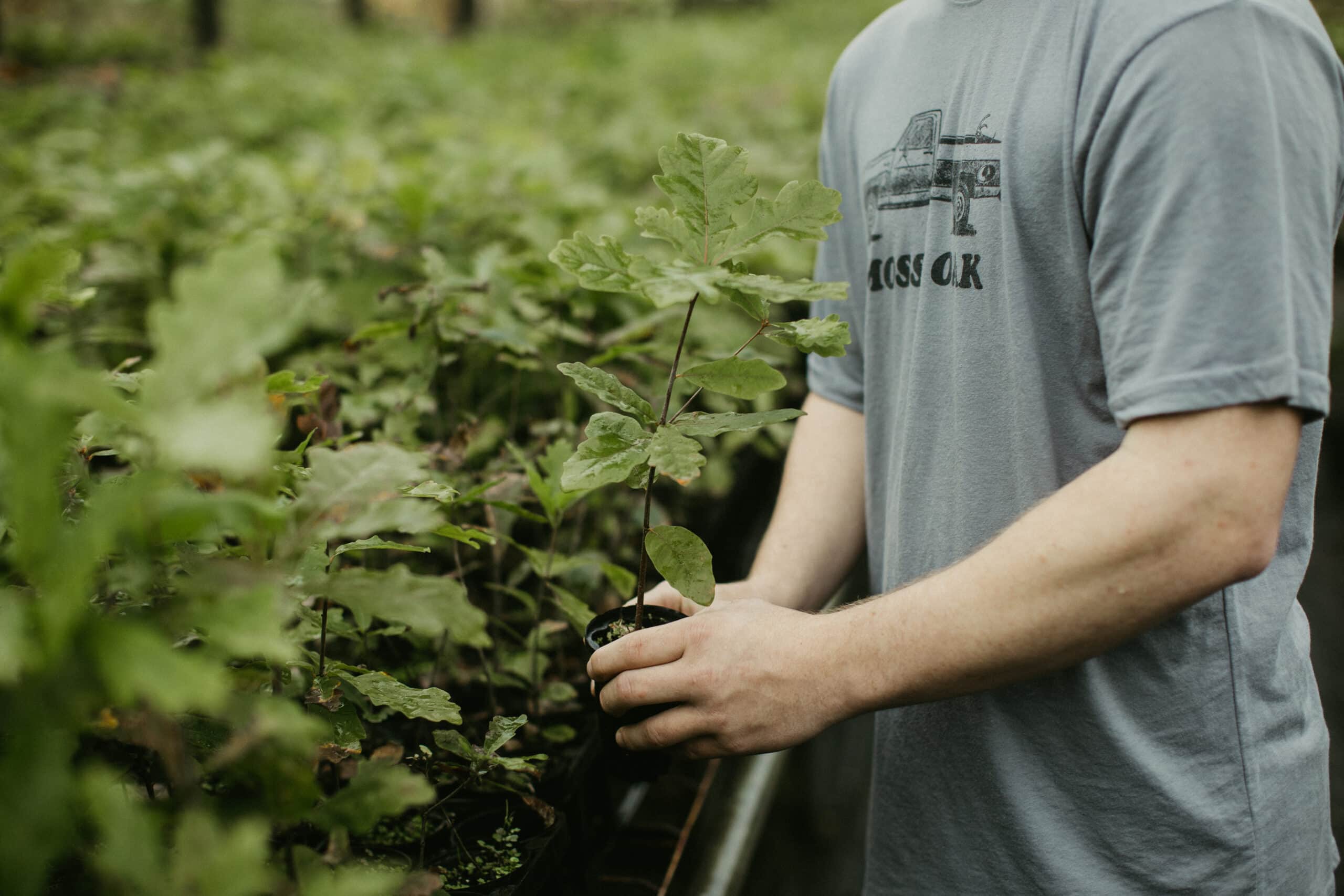 Planting Trees For Deer Mossy Oak Gamekeeper