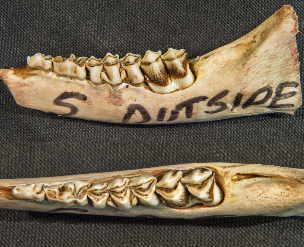 Fawn side and above jawbone analysis