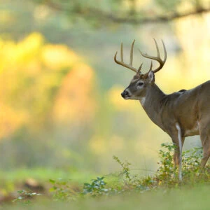 Aging Deer Using Jawbone Analysis