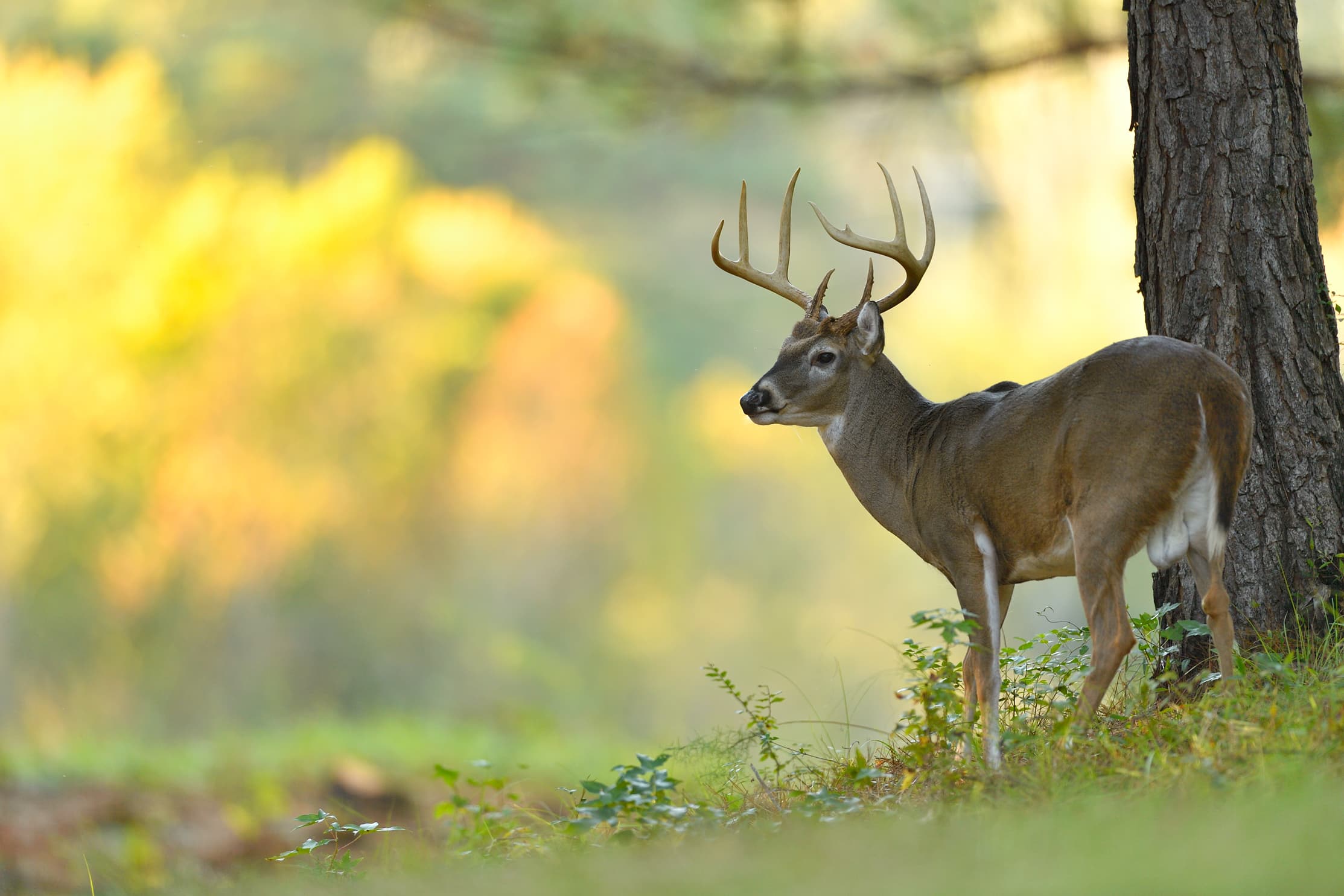Why Gutting a Deer Immediately is Critical: Explained.