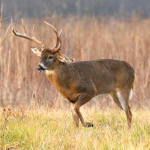 Characteristics of Whitetail Deer Antlers