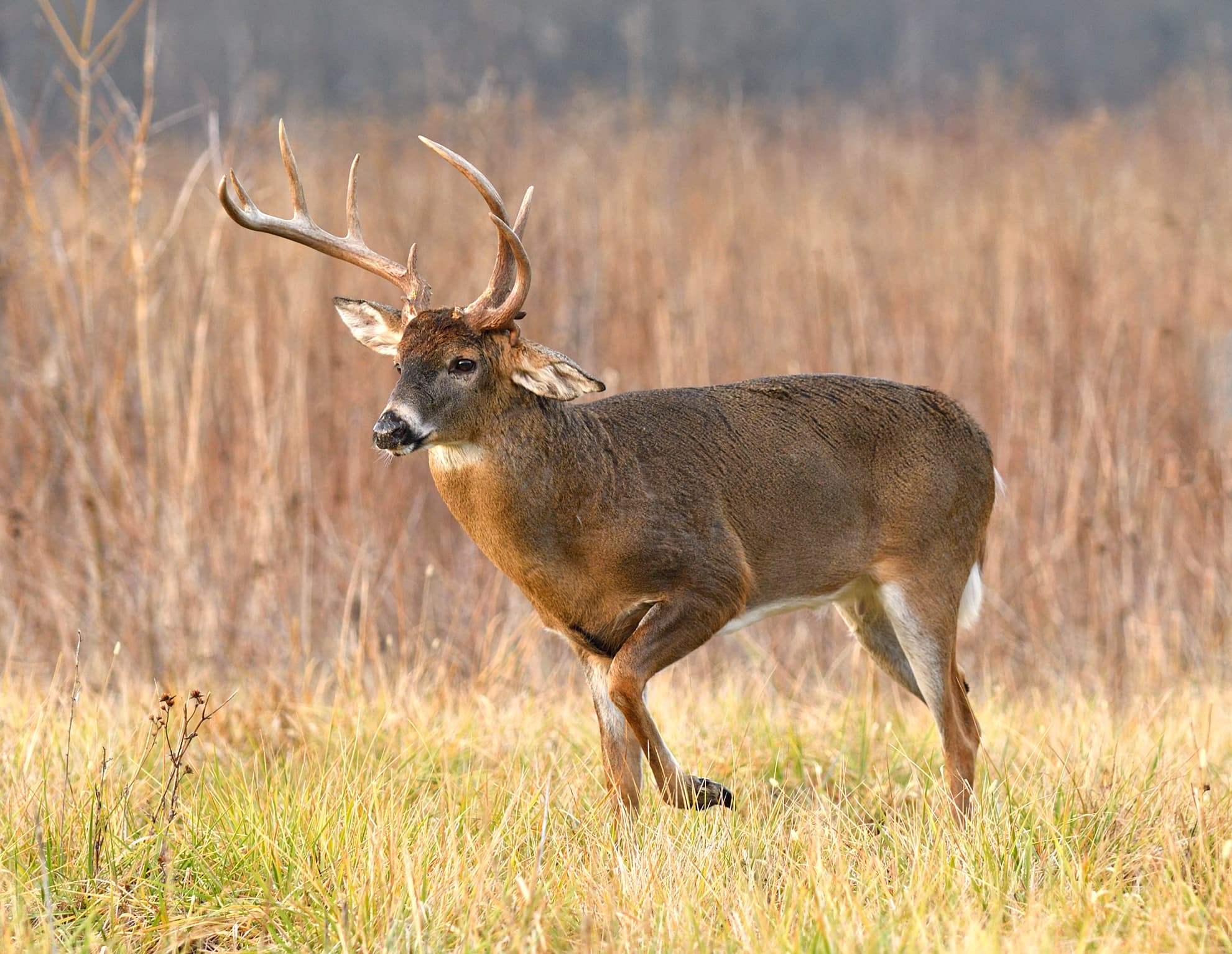 deer points scoring