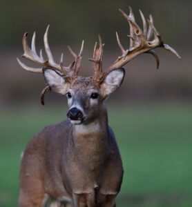 deer-antler-shape