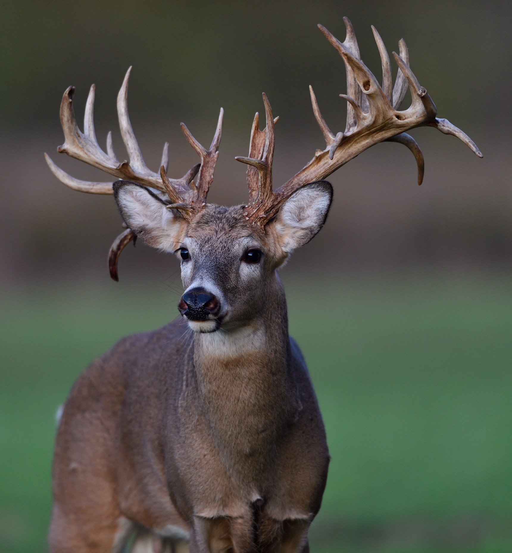 Characteristics Of Whitetail Deer Antlers Mossy Oak Gamekeeper