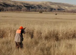 pheasant-hunting