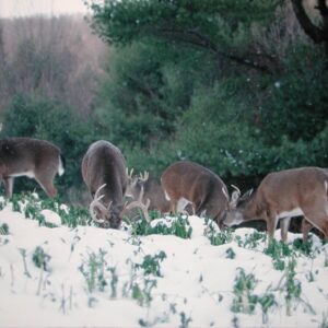 How Whitetails Survive Winter