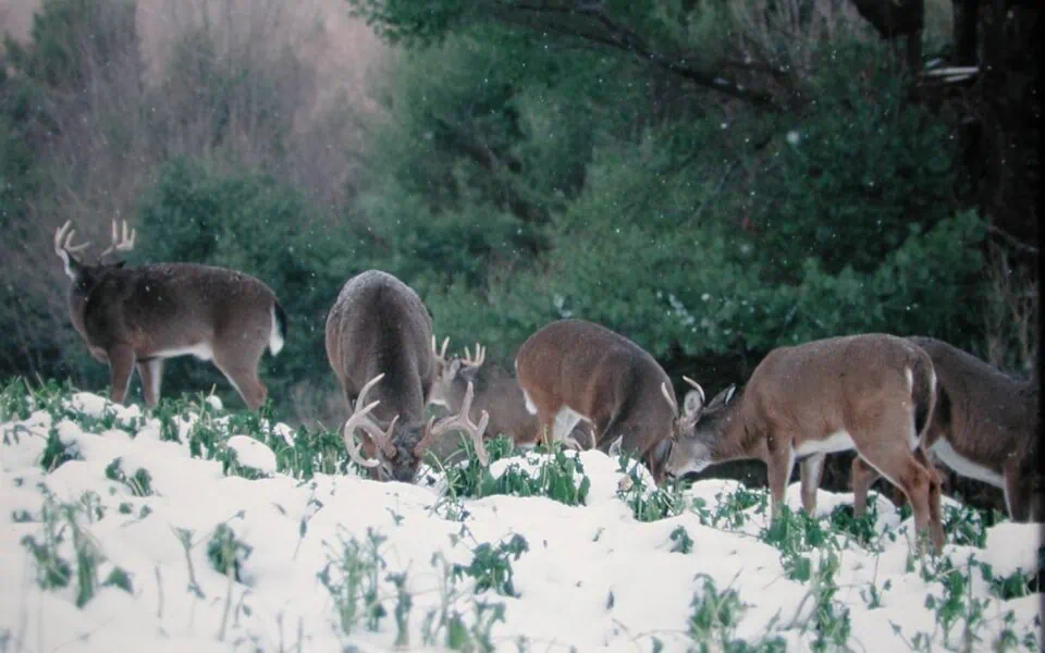 How whitetails survive winter
