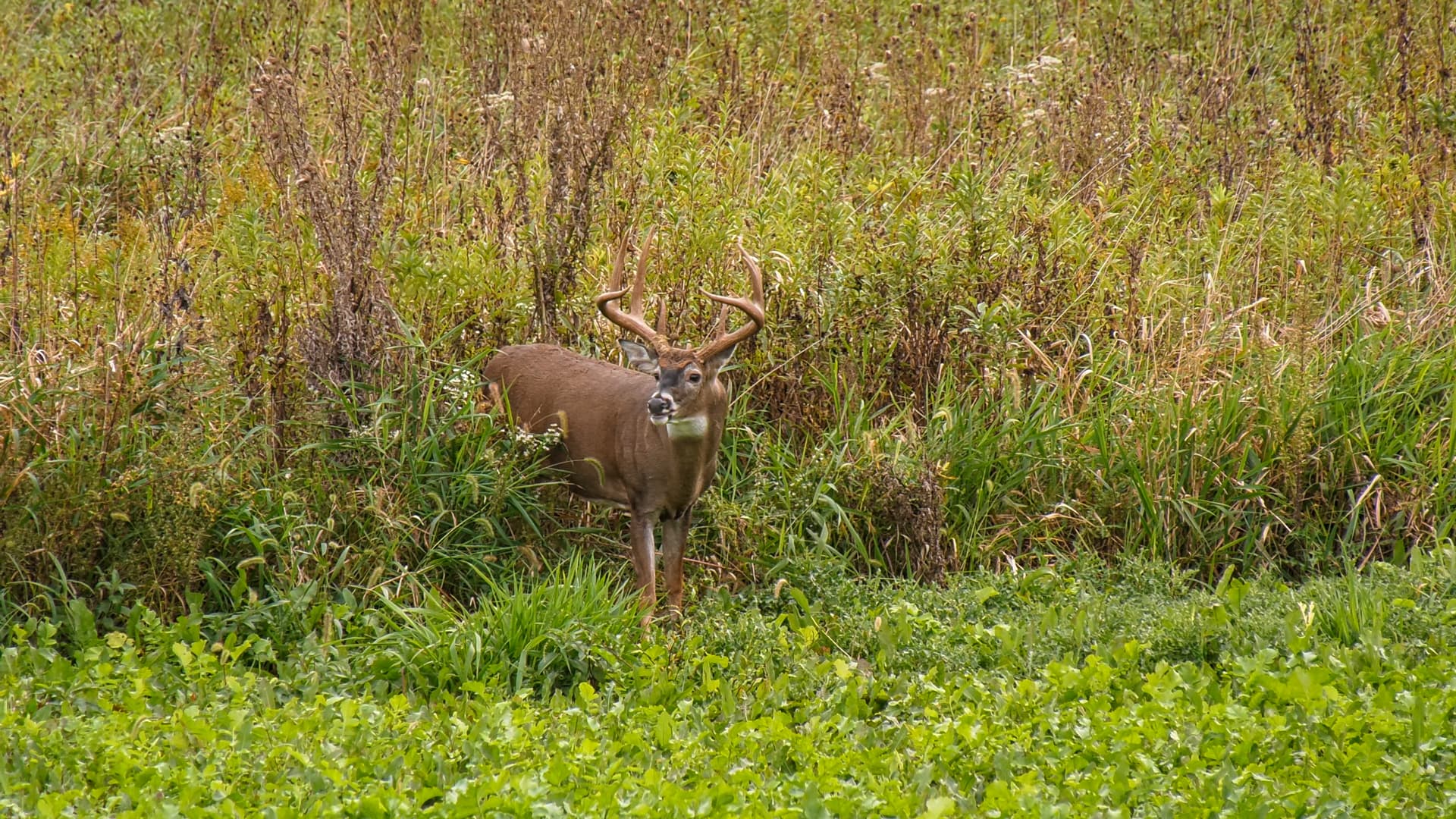 White Tailed Deer Facts Mossy Oak Gamekeeper