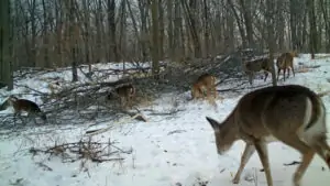 Whitetails, winter browse 