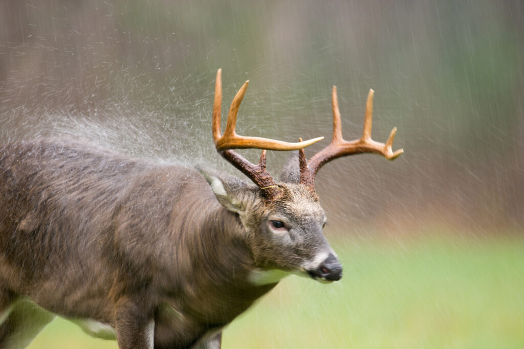 deer in rain