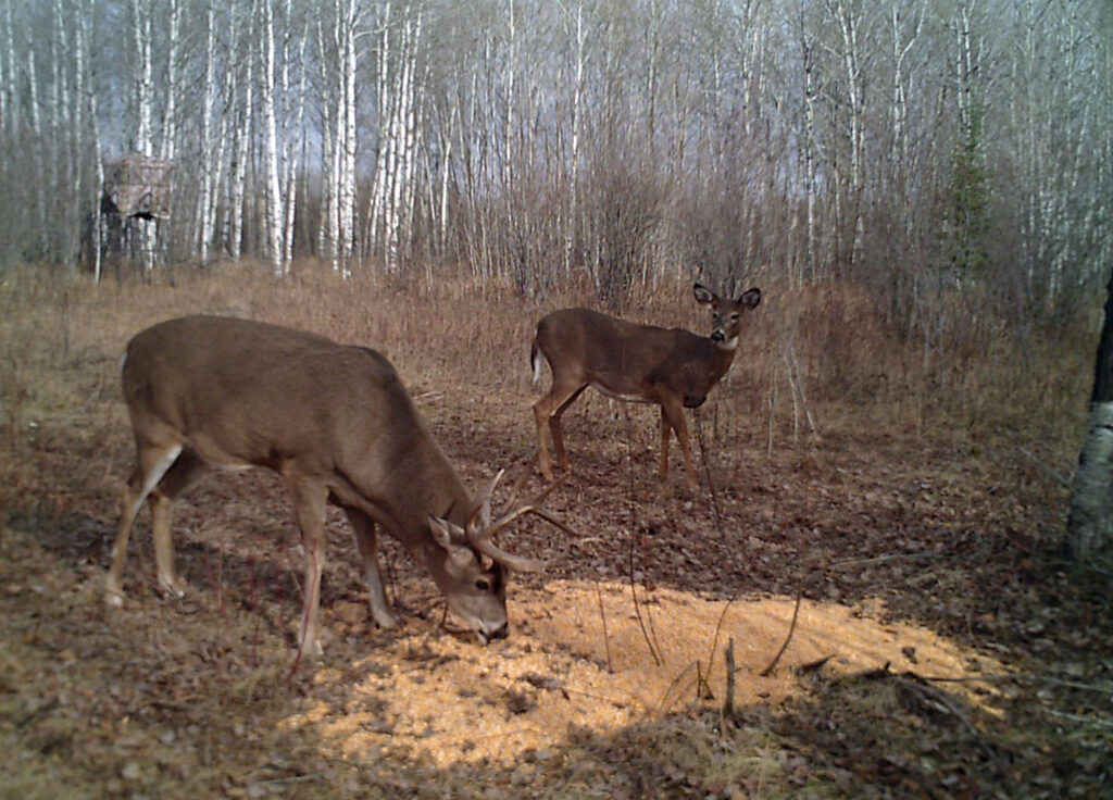 supplemental feeding whitetails