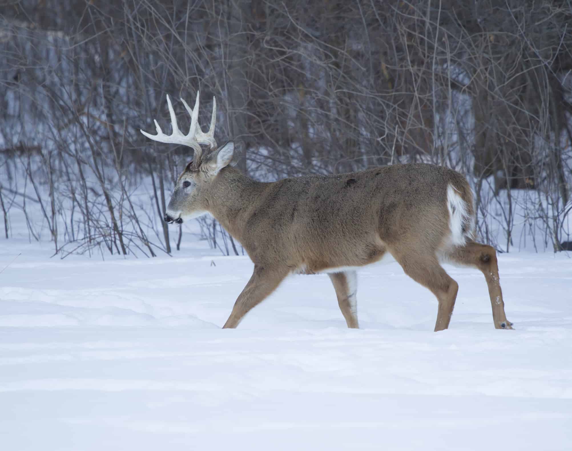 COLUMN: Winter survival a struggle and a skill for deer - Orillia News