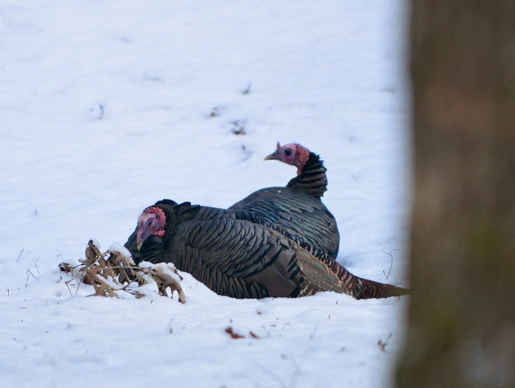 How-turkeys-stay-warm-in-winter