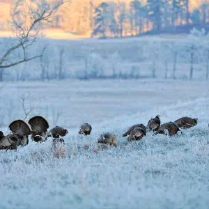 Winter Effects on Wild Turkeys