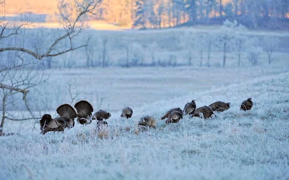 Winter-Effects-on-Wild-Turkeys