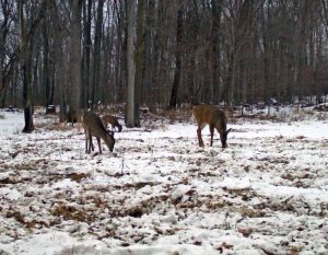 deer-feeding-in-snow