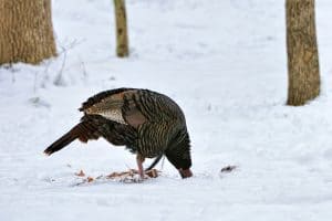 wild turkey in snow