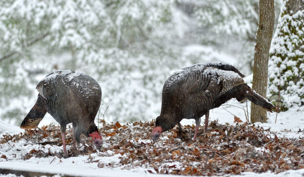 wild-turkeys-feeding-in-snow