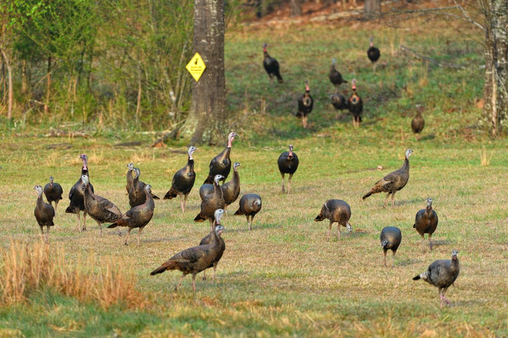 flock of wild turkeys