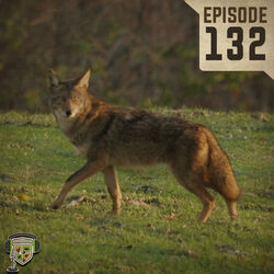 EP:132 | Calling Coyotes