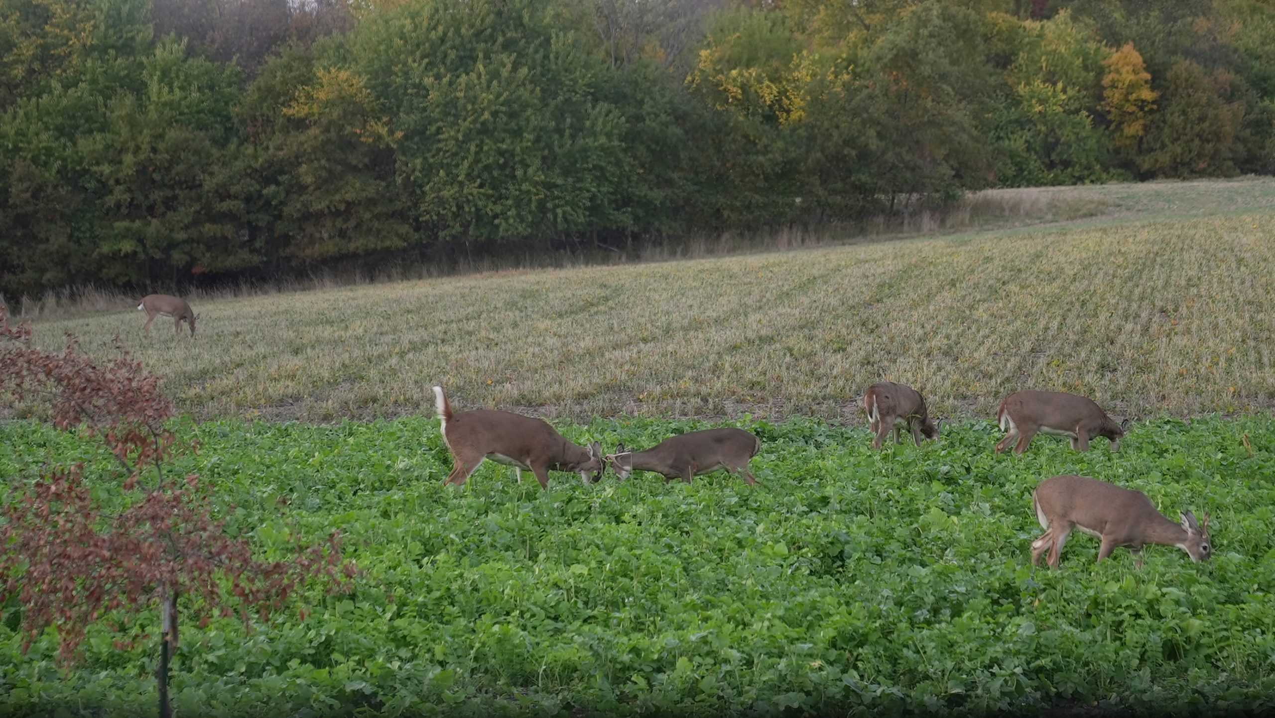 how-many-food-plots-do-i-need-mossy-oak-gamekeeper