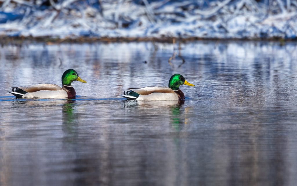 ducks in cold watet