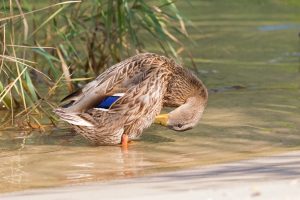 waterfowl cleaning plumage