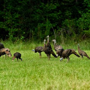 Understanding Wild Turkey Hatch Times