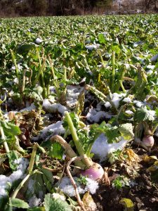 snow on brassica food plot