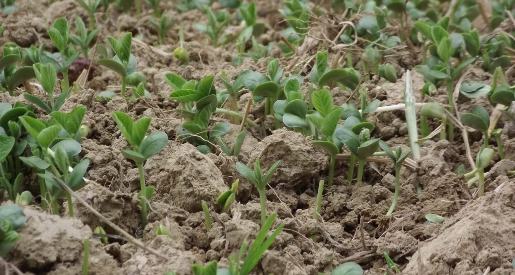 sprouting food plot