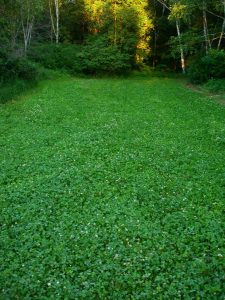 shade on food plot