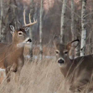 Why Do Whitetail Bucks Shed Their Antlers