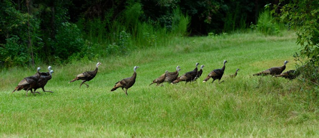 wild-turkey-flock