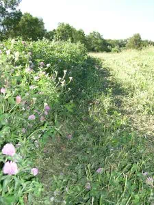mowed lanes in clover