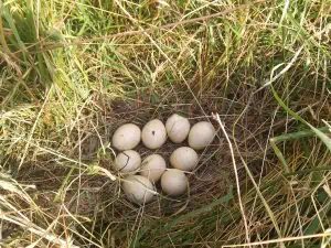 turkey nest in tall grass