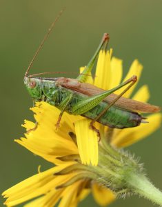cricket on wildflower