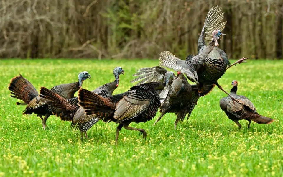 Understanding-Wild-Turkeys
