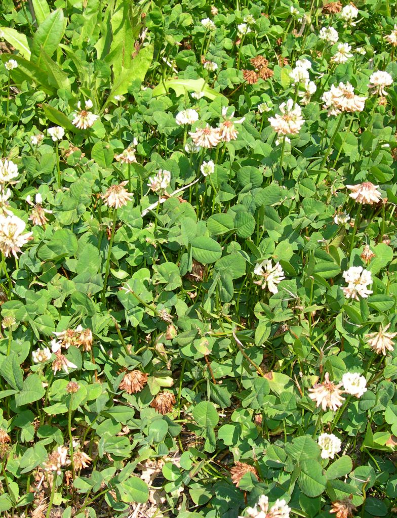 Planting a Successful Clover Food Plot Mossy Oak Gamekeeper